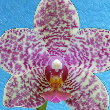  Phalaenopsis Pink Panther