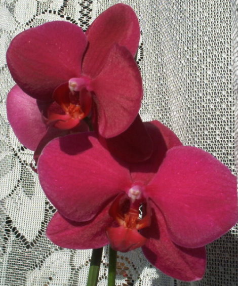  Phalaenopsis Bordo 