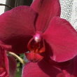  Phalaenopsis Bordo