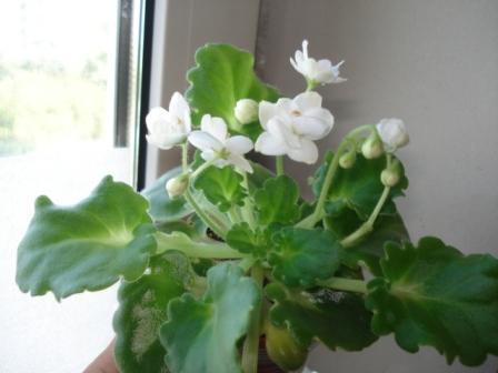  White Madonna 