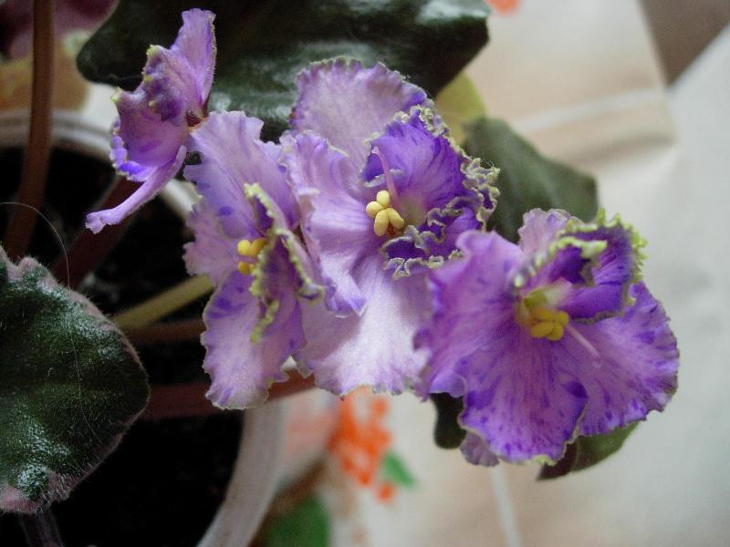  Buckeye Lavander Mist 