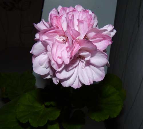  Rose of Amsterdam 