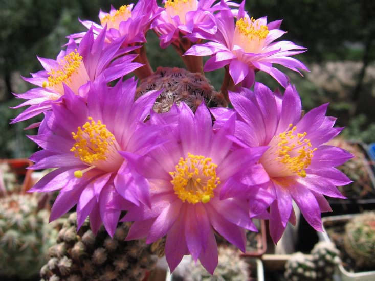  Mammillaria theresae 