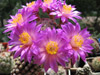  Mammillaria theresae