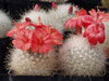 Кактус Mammillaria senilis
