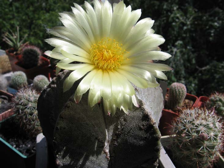  Astrophytum myriostigma 