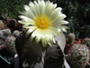  Astrophytum myriostigma