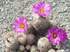  Escobaria minima