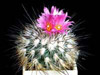  Gymnocactus viereckii