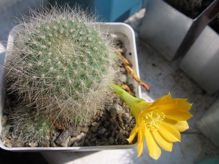  Rebutia senilis v.kesselringiana 