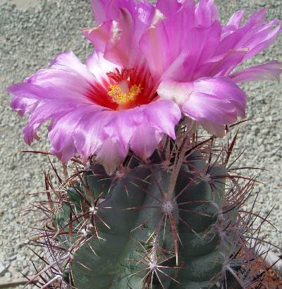  Thelocactus bicolor 