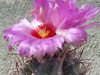  Thelocactus bicolor