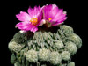  Pelecyphora aselliformis