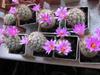  Bartschella schumannii