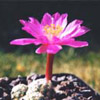 Кактус Mammillaria haudeana