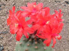  Submatucana madisoniorum v.pajupatii
