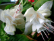 Фуксия Bloemen Jetje