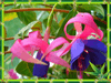 Фуксия Blue Pinwheel