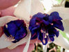 Фуксия Deep Purple