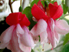 Фуксия Giant Pink Enchanted