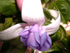  Glowing Lilac