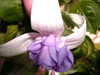 Фуксия Glowing Lilac