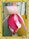 Фуксия Lilibet