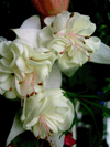 Фуксия Multirose