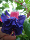 Фуксия Lovely Blue