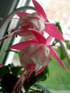 Фуксия Perky Pink
