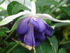 Фуксия Blauer Engel