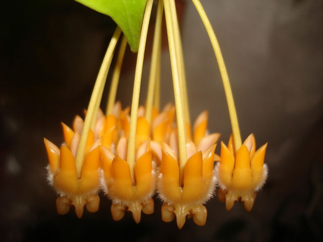  Lasiantha 