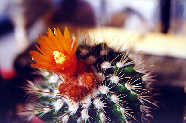  Parodia sp. 