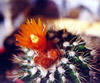  Parodia sp.