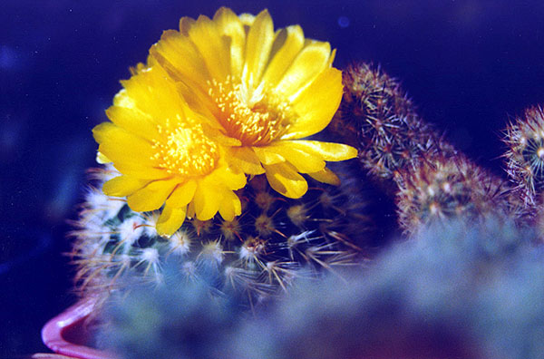  Parodia pigidispina 