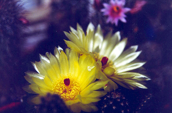  Notocactus linkii 