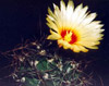Кактус Astrophytum capricorne