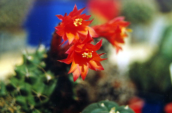  Submatucana paucicostata 