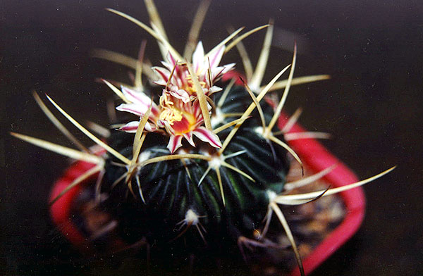  Echinofossulocactus 