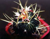 Кактус Echinofossulocactus