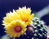  Parodia rigidispina