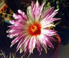  Thelocactus wagnerianus