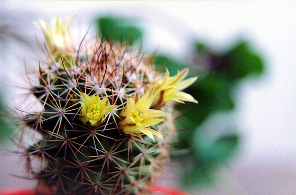  Mammillaria glareosa 