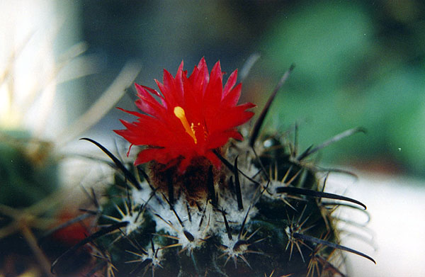  Parodia subterranea 