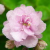 Фиалка Old-fashioned Rose
