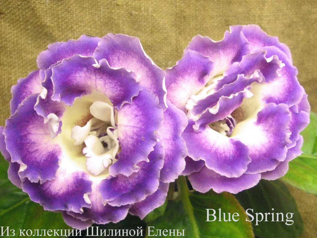 Глоксиния Blue Spring 