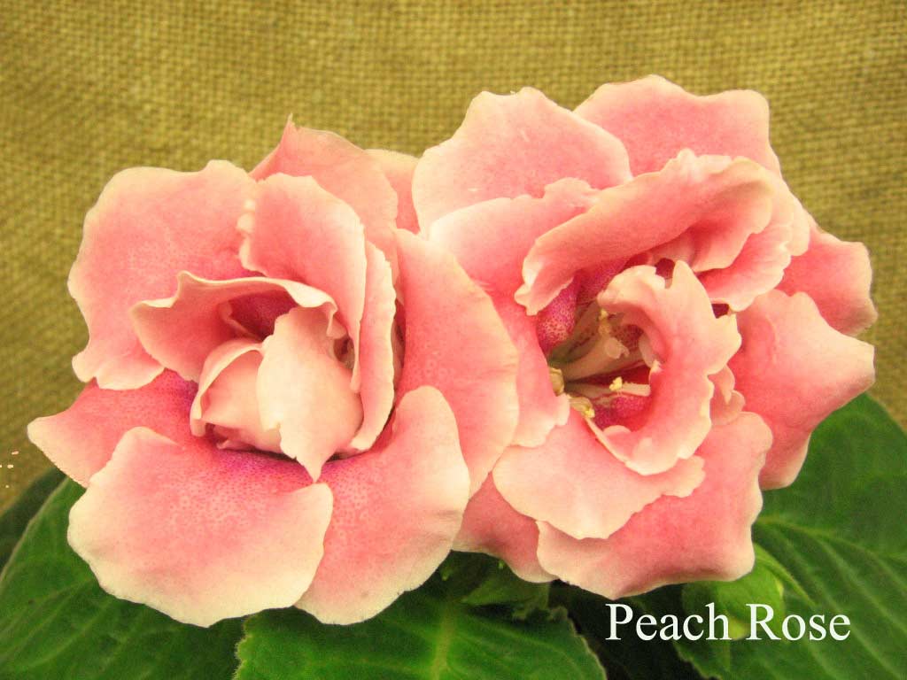  Peach Rose 