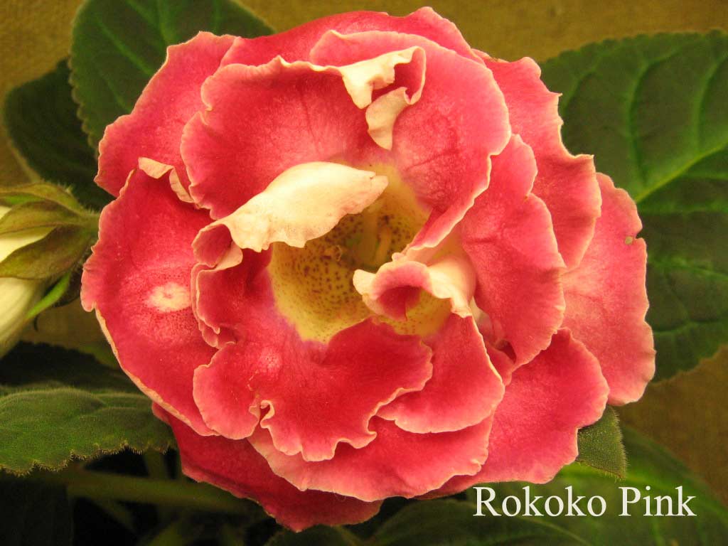  Rokoko Pink 