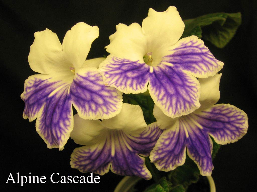  Alpine Cascade 