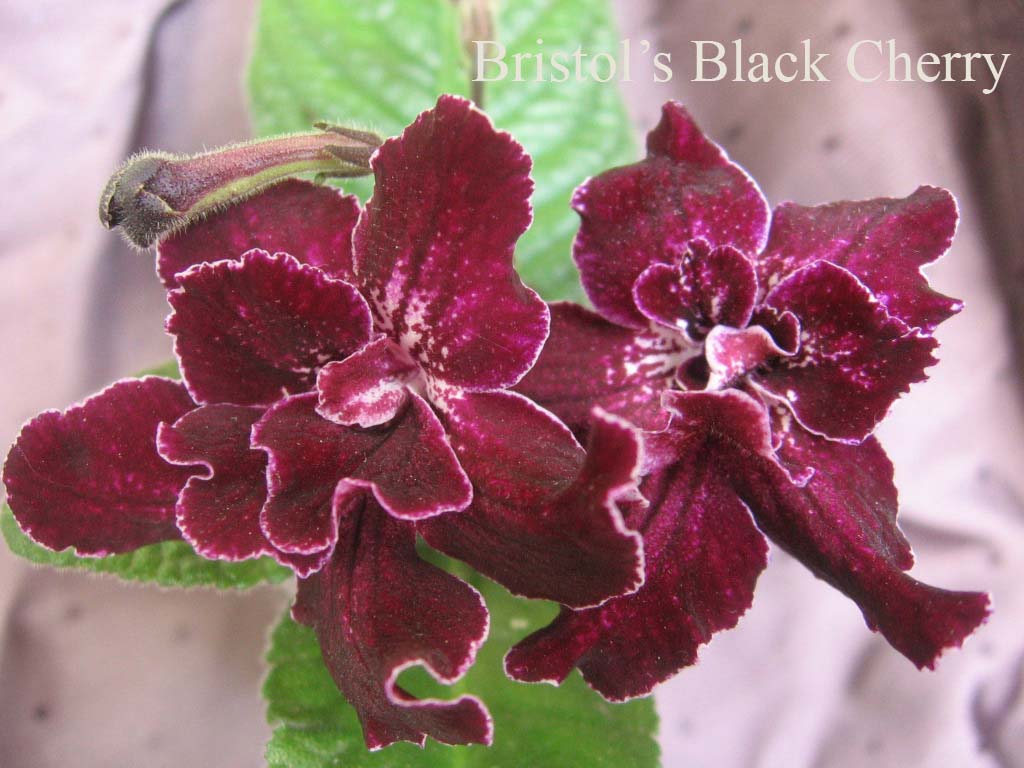  Bristols  Black Cherry 